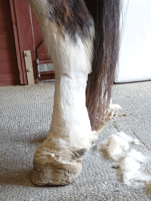 Laminitis