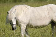 Horse1